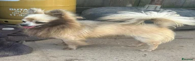 Picachu