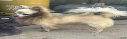 Chihuahua dogs for sale: Male creme longfur chihuahua and jackrusselterrier - Advert 25