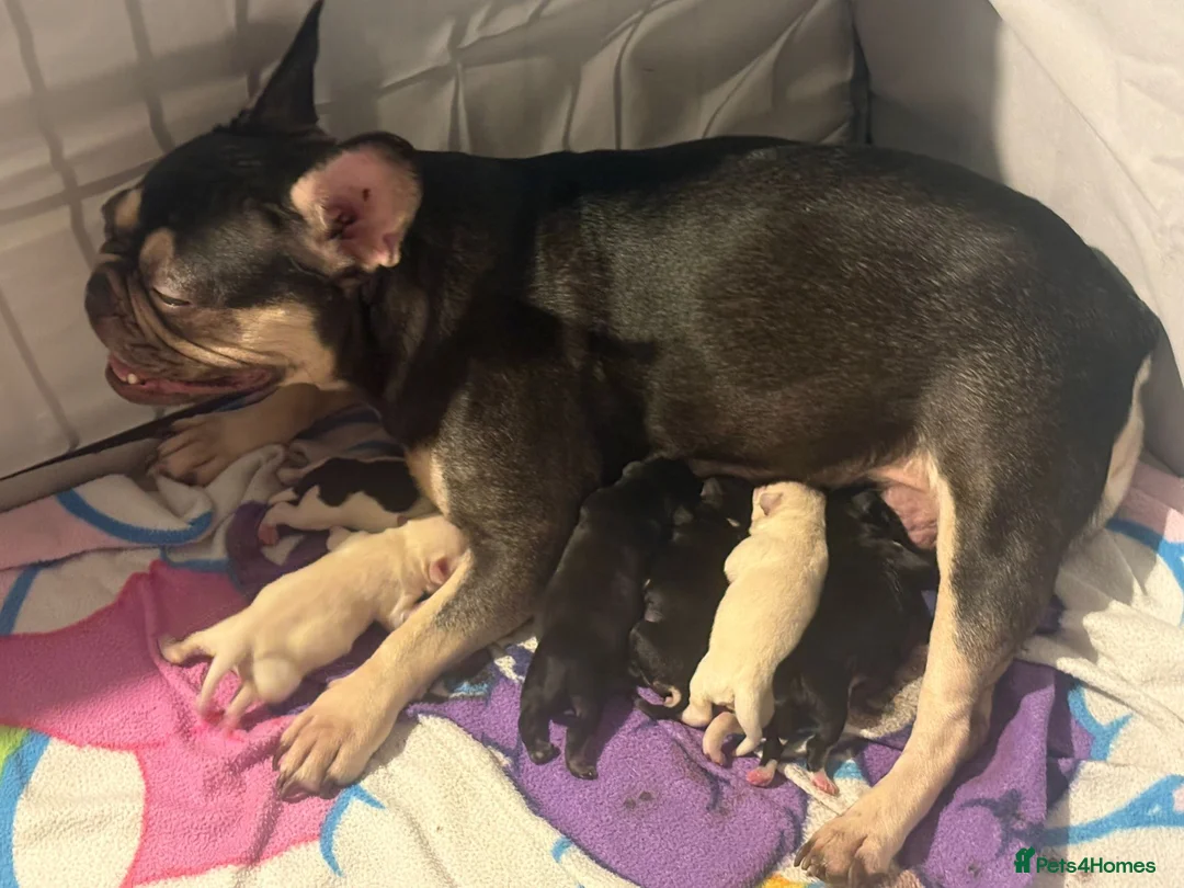 Mixed Breed dogs for sale: french bulldog hybrid  - Advert 1