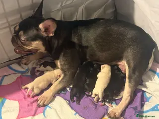 Mixed Breed dogs french bulldog hybrid - Advert 2