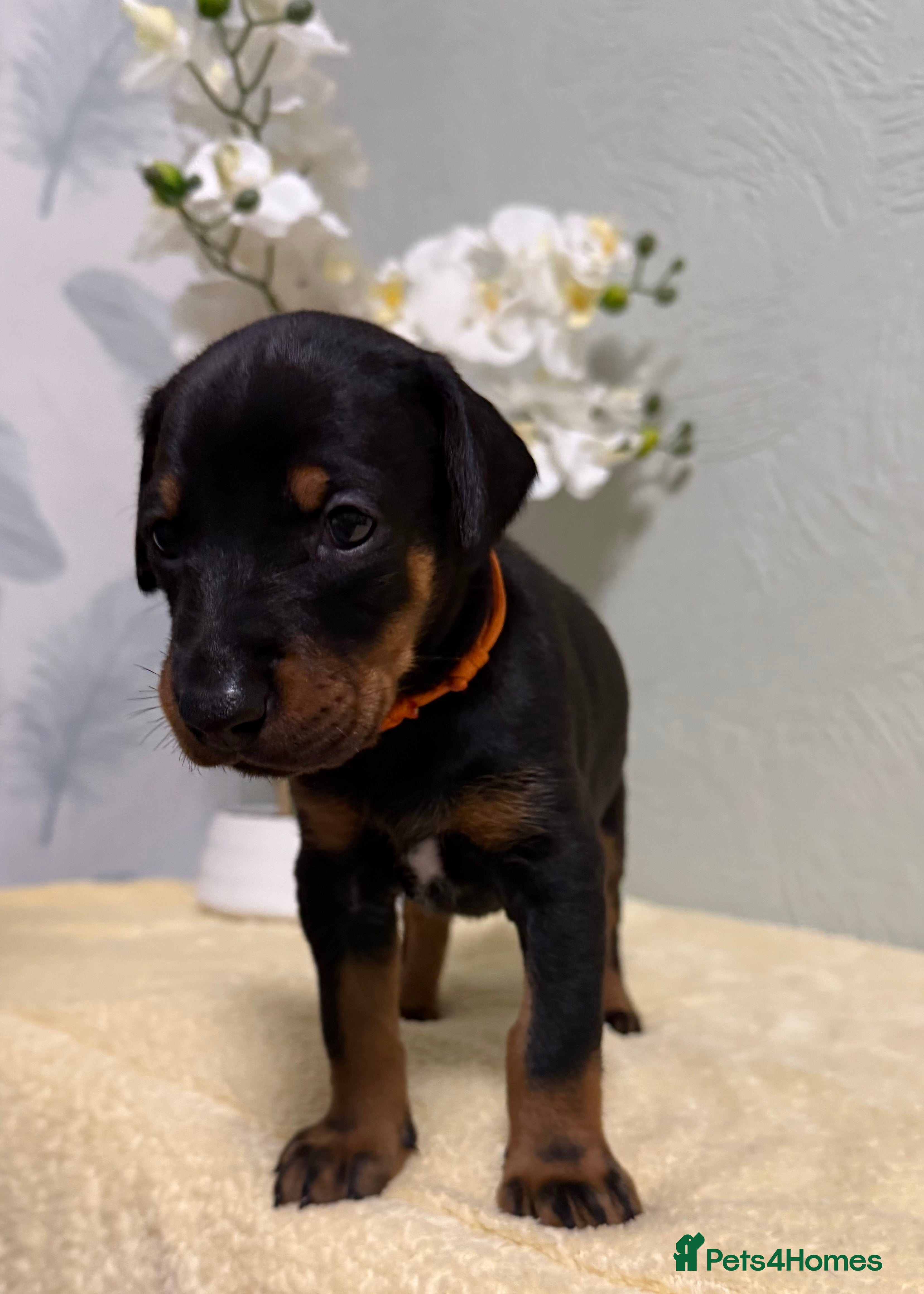 Dobermann dogs Champion lines, Health tested KC Dobermann puppies - Advert 2