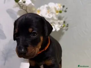 Dobermann dogs Champion lines, Health tested KC Dobermann puppies - Advert 2