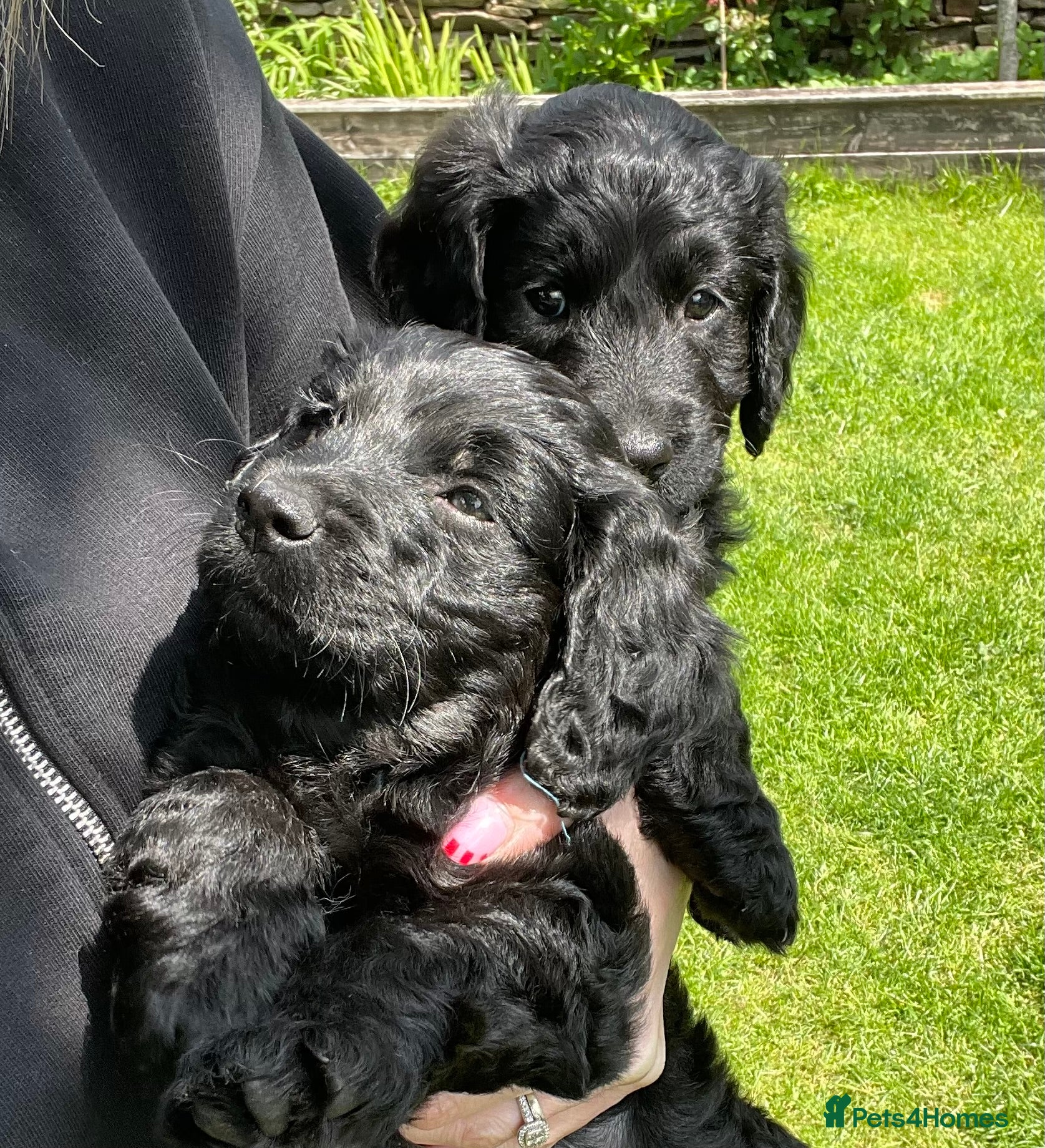 Cockapoo dogs Cockapoo Puppies - Advert 14