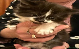 Mixed Breed cats for sale: 4 lovely kittens for sale - Image 4