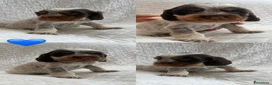 Cocker Spaniel 4