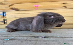 French Lop rabbits for sale: French Lops - Advert 4