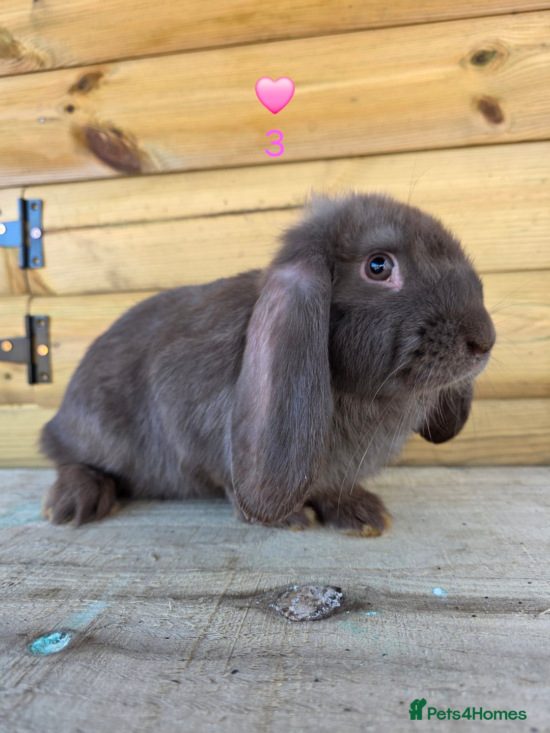 French Lop rabbits for sale: French Lops - Advert 4