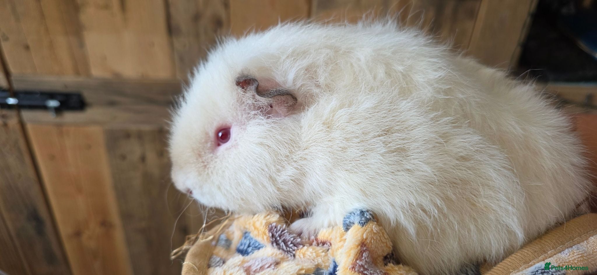Guinea Pig rodents Pair of bonded Boars 7 months old - Advert 1