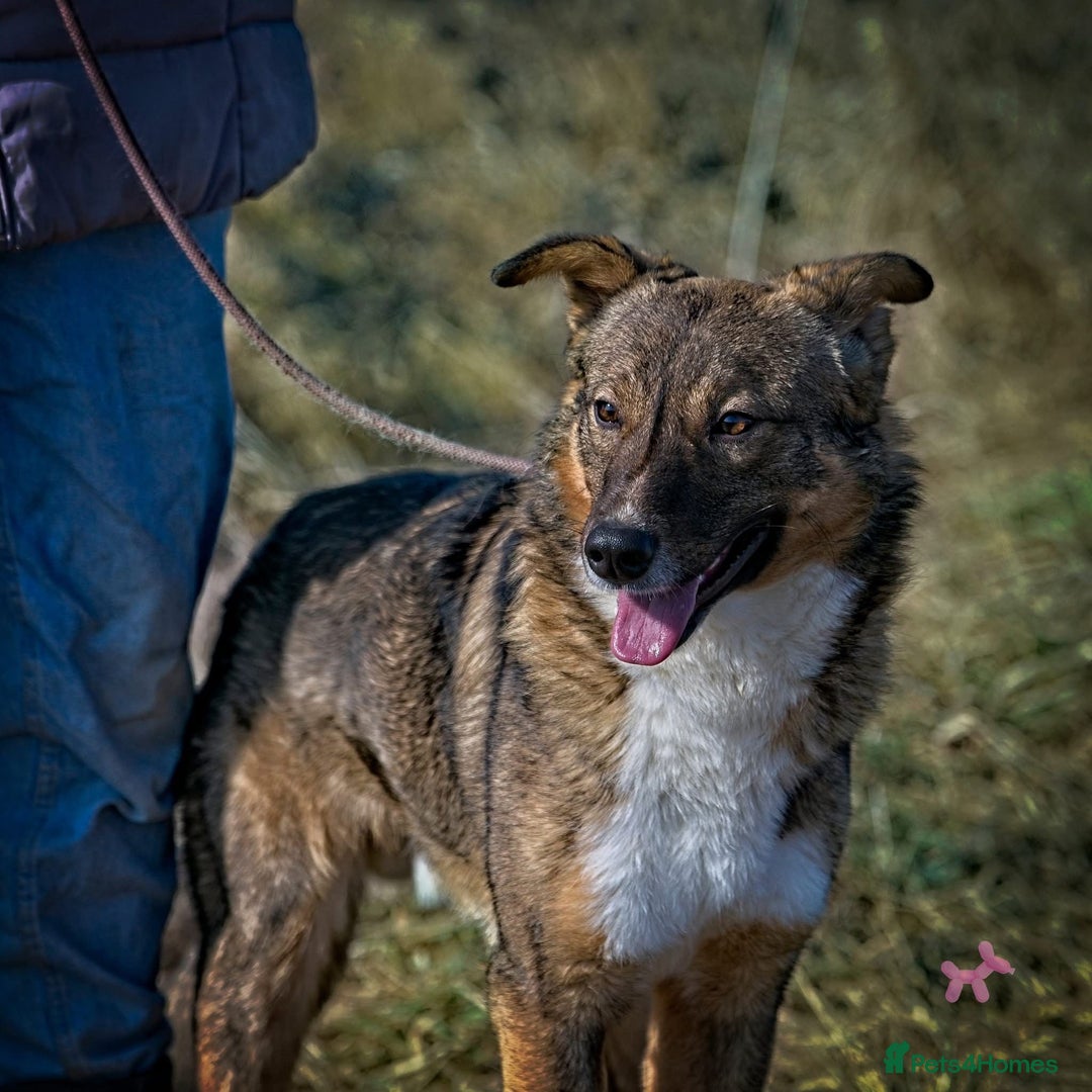 Mixed Breed dogs for adoption: OLLIE2 - a Lovely young Boy, for a Loving Home - Advert 7