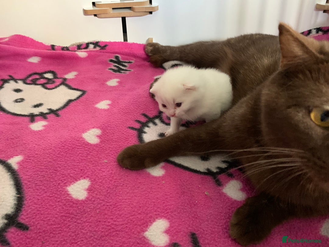 British Shorthair cats for sale: ☘️BSH White Boy🍼☘️ - Image 3