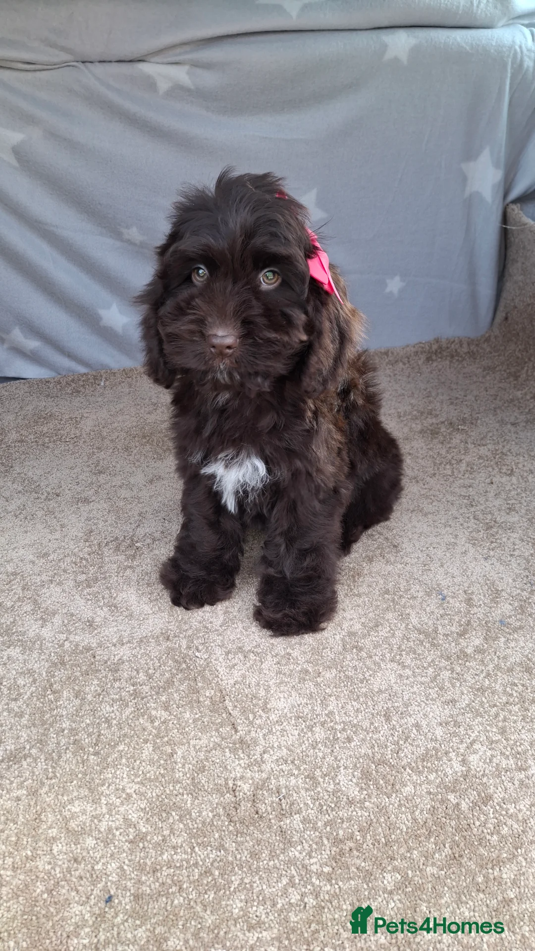 Cockapoo dogs for sale: Gorgeous cockapoo puppies, health tested parents. - Advert 2