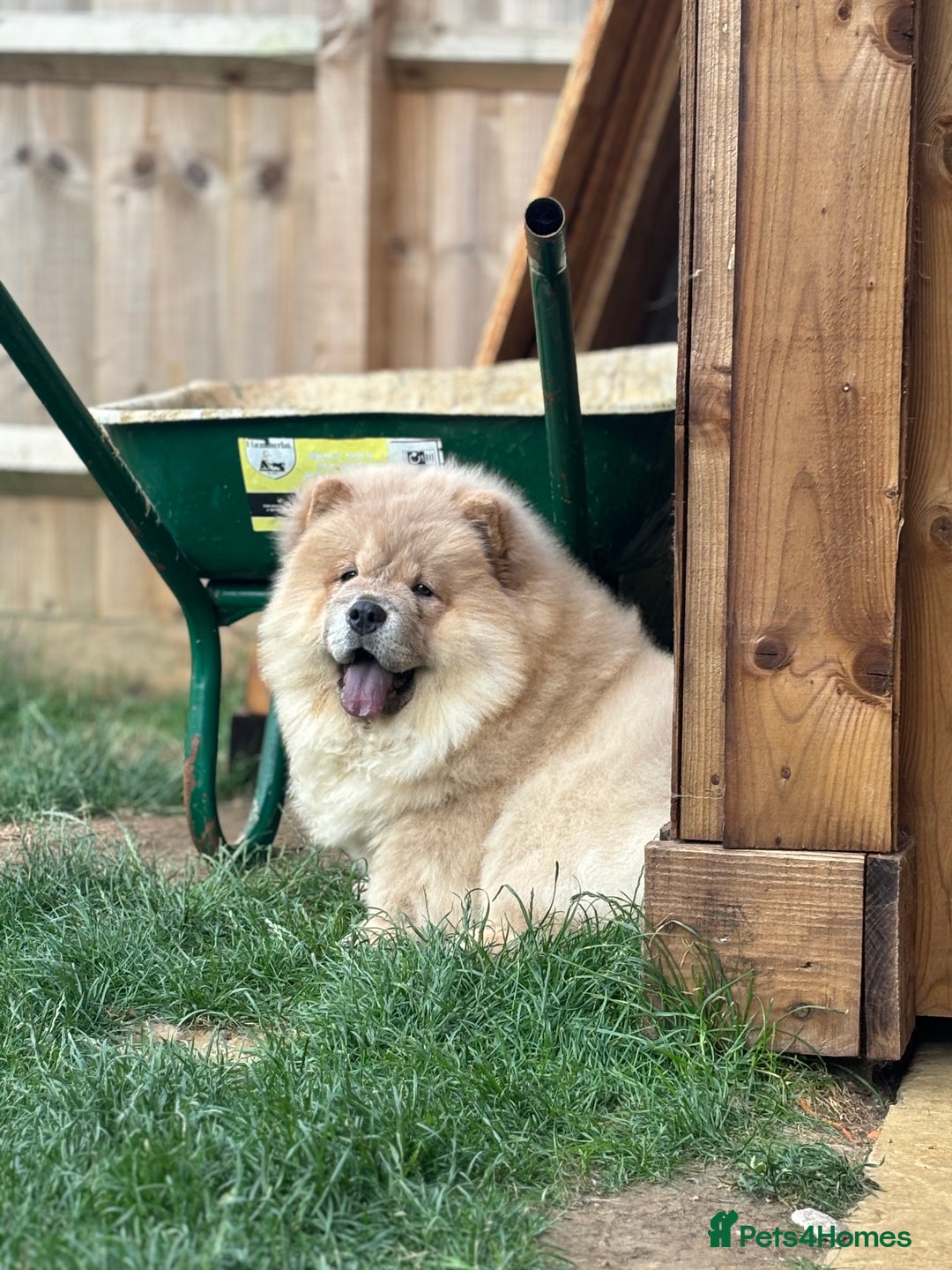 Chow Chow dogs for sale: Champion pedigree chow chow puppies in Northampton - Image 35