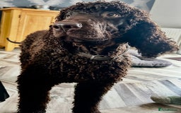 Irish Water Spaniel dogs for stud: Irish Water Spaniel Stud - Image 2