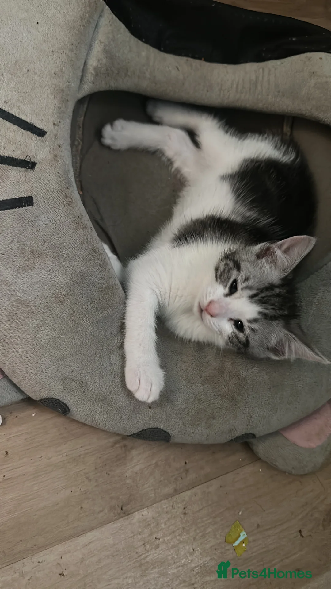 Mixed Breed cats for sale: Persian tabby - Advert 7