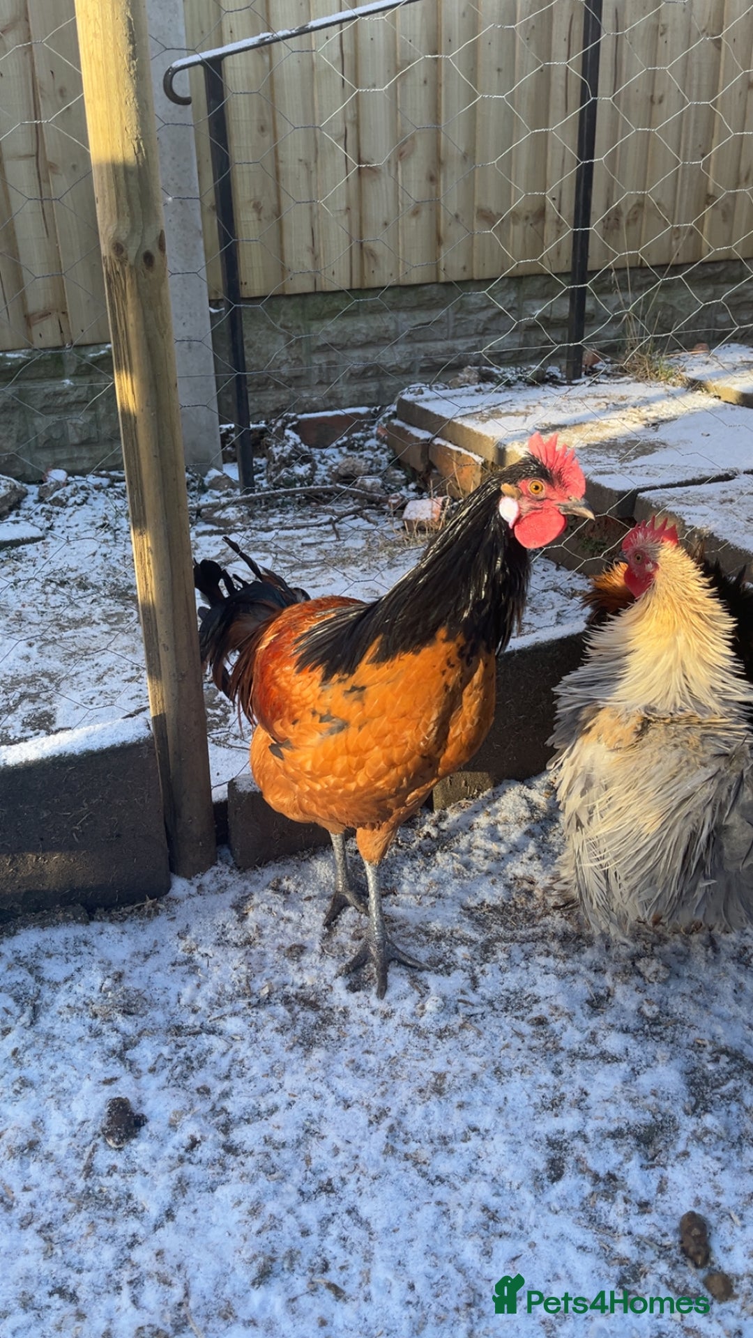 Chickens poultry for sale: Silkie and Americana  - Advert 2