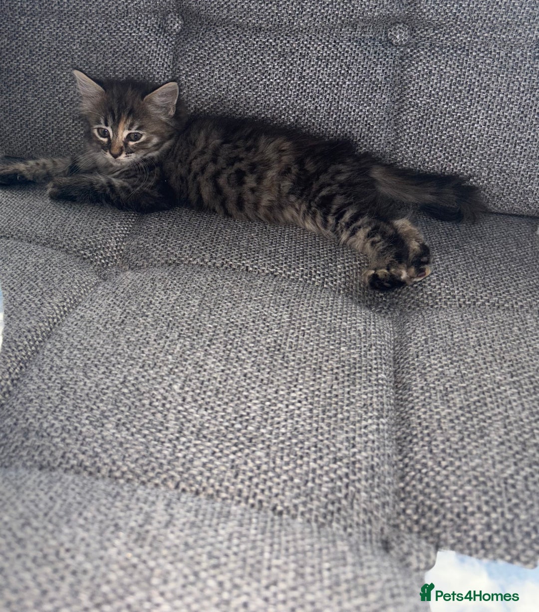 Ragdoll cats for sale: Ragdoll X bengals  - Image 7