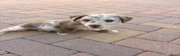 Jackapoo dogs for sale: Merle Boy jackapoo puppy in Swindon - Advert 8