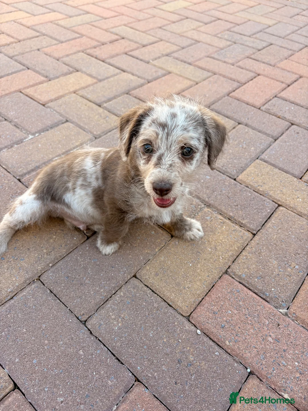 Jackapoo dogs for sale: Merle Boy jackapoo puppy in Swindon - Advert 8