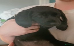 Mixed Breed dogs for sale: Puppies - Image 11