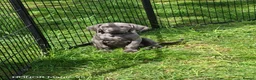 Weimaraner dogs for sale: ✨ KC Weimaraner Puppies — Champion Bloodlines ✨ - Advert 7