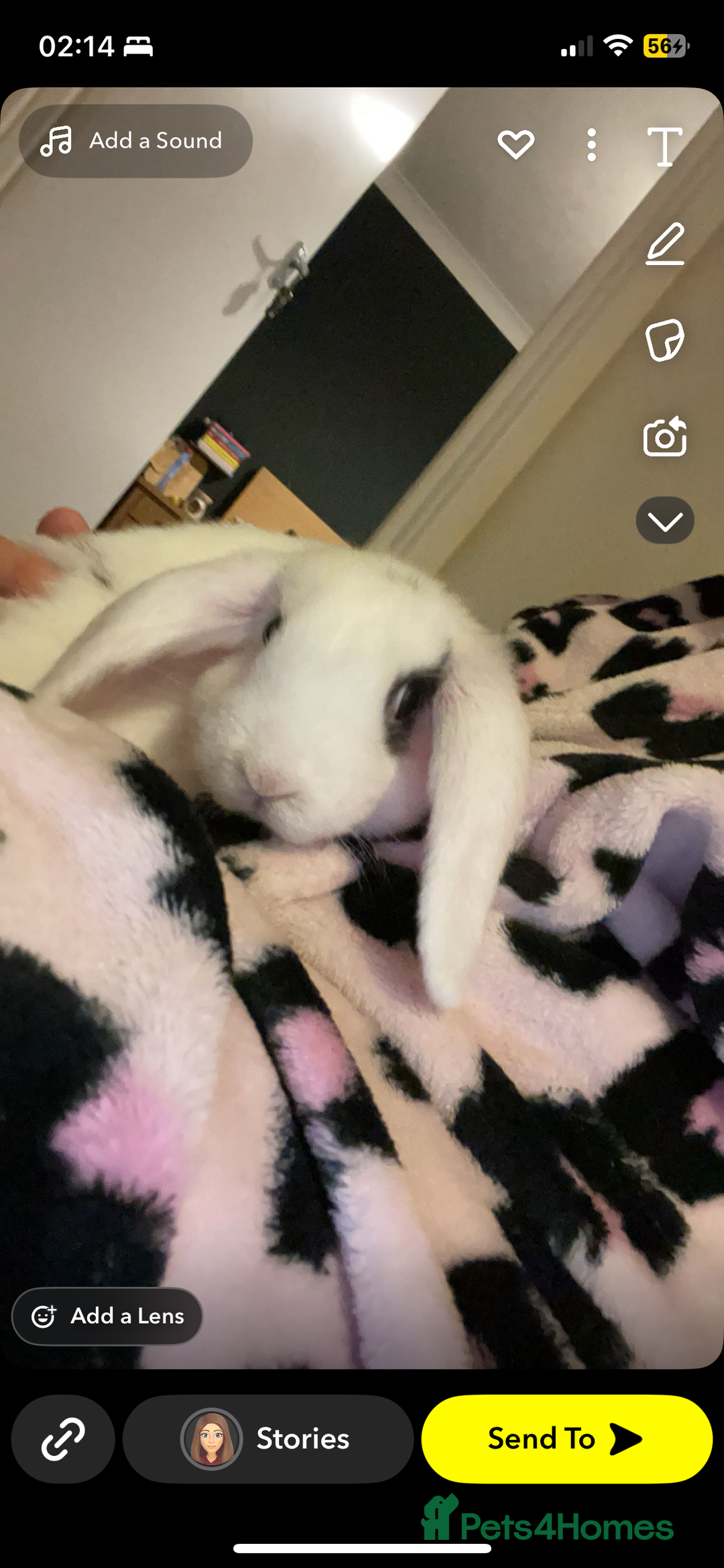 French Lop rabbits for sale: Missy  - Advert 2