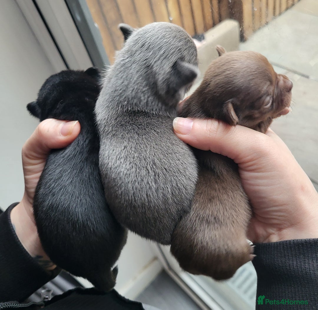 Chihuahua dogs for sale: 3 Male DWKC ** Chihuahuas  - Image 2