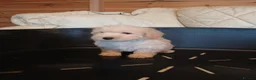Cavapoo dogs for sale: Cavapoo F1b puppies  - Advert 12
