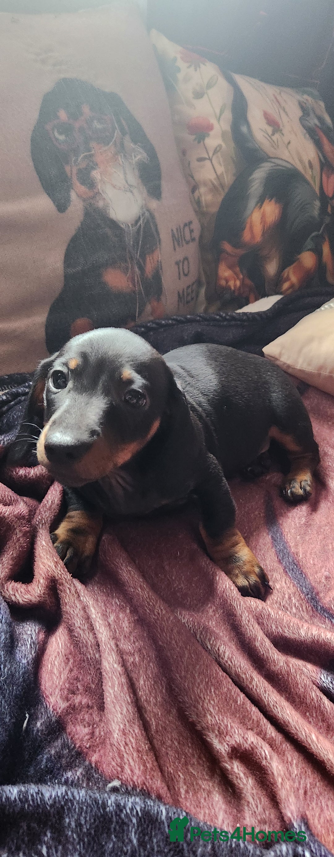 Miniature Dachshund dogs for sale: Dashound puppies for sale  - Image 11