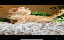 Maine Coon cats for sale: Beautiful GCCF Maine Coon kittens - Advert 19