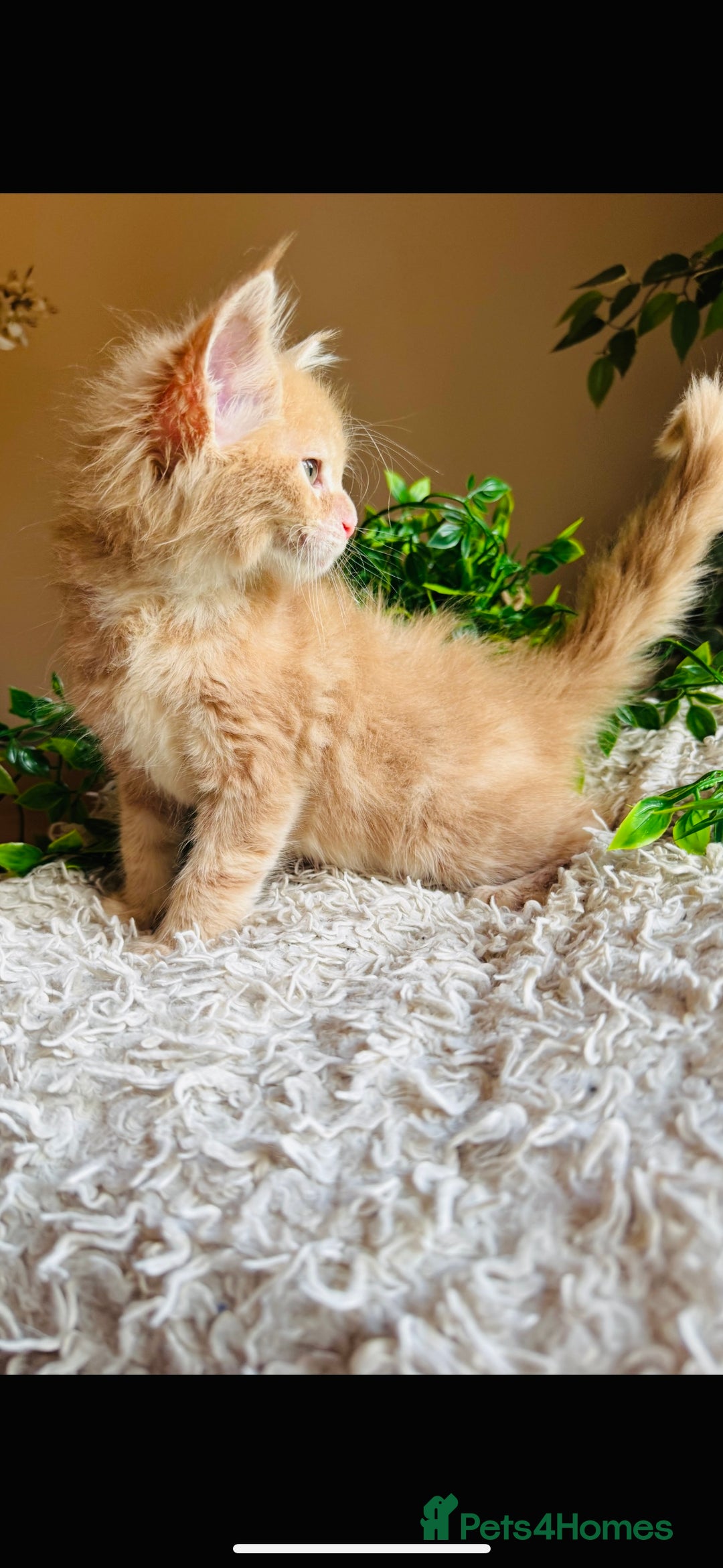 Maine Coon cats for sale: Beautiful GCCF Maine Coon kittens - Advert 19