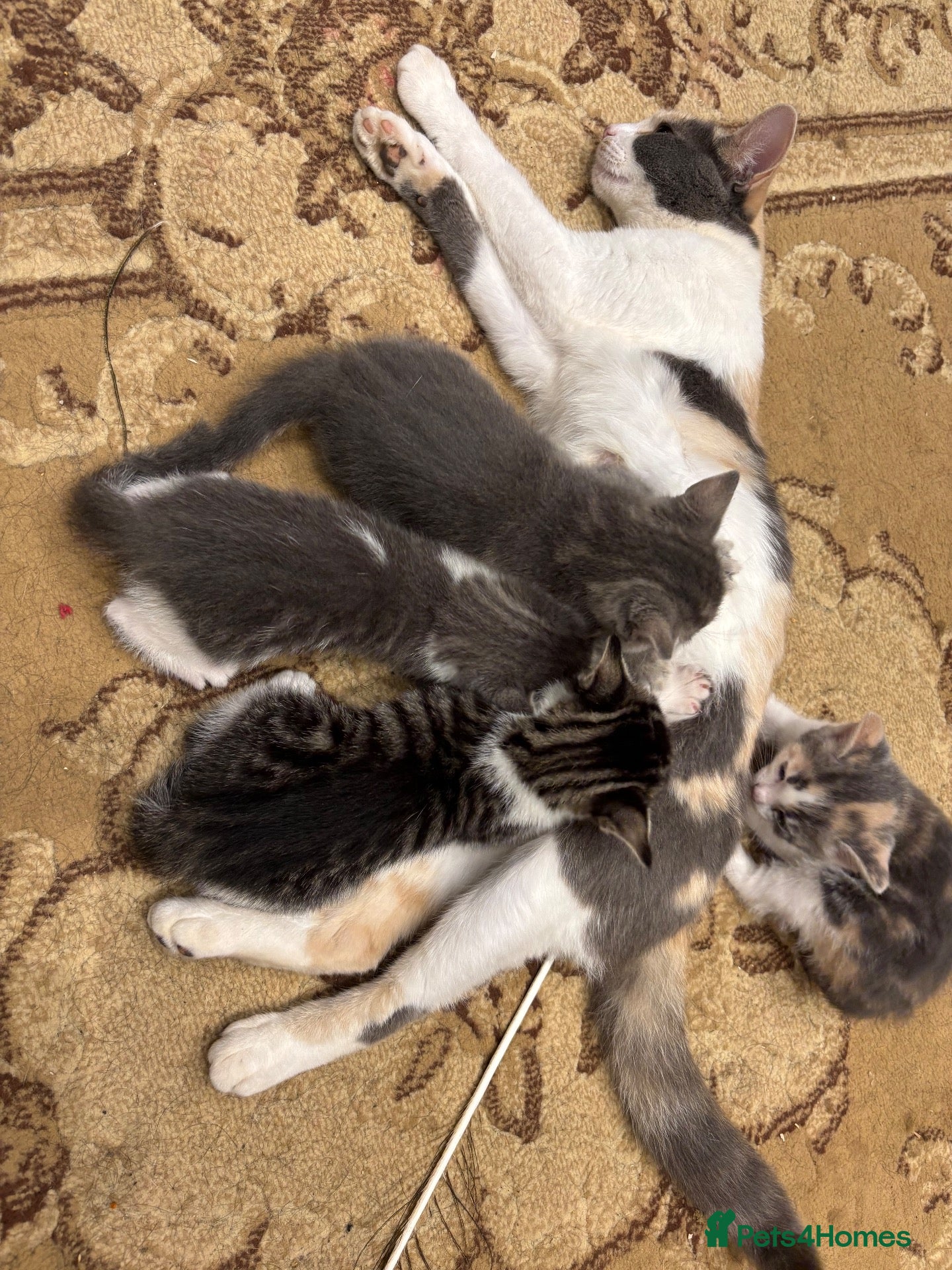 Mixed Breed cats 2 Gorgeous Male Kittens - Advert 5