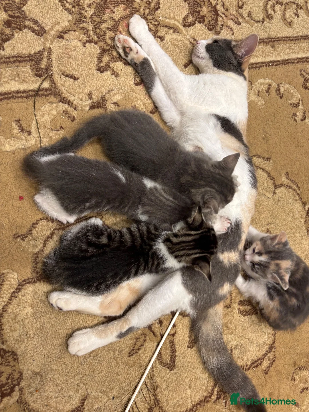 Mixed Breed cats for sale: 2 Gorgeous Male Kittens - Advert 1