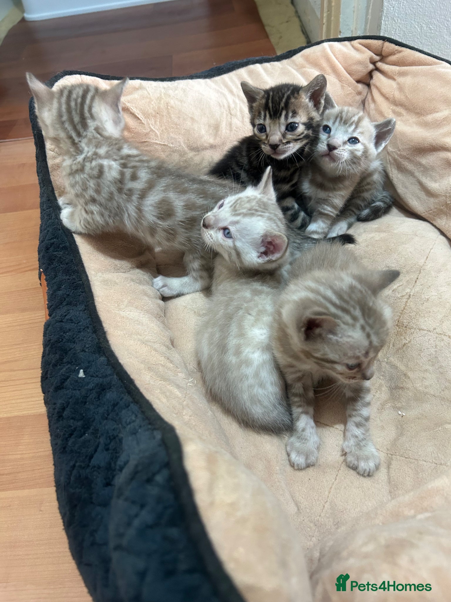 Bengal cats Bengal  - Advert 1