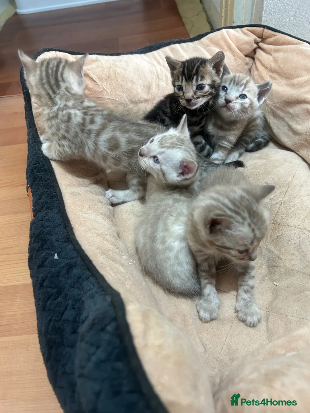 Bengal cats for sale: Bengal  in London - Advert 1