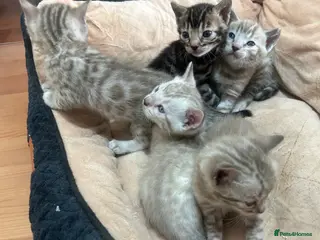 Bengal cats Bengal - Advert 1