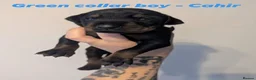 Dobermann dogs for sale: European doberman puppies  in Birkenhead - Advert 7