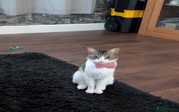 Mixed Breed cats for sale: Tinkerbell is Ready Free to good home! - Image 3
