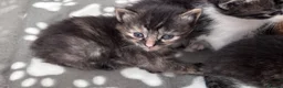 Mixed Breed cats for sale: Beautiful tabby kittens - Advert 9