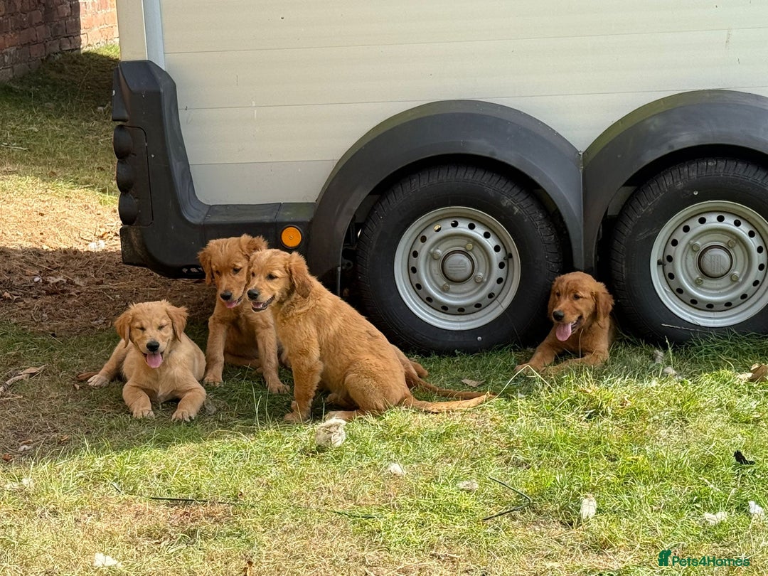 Golden Retriever dogs for sale: Golden retriever pups - Image 7