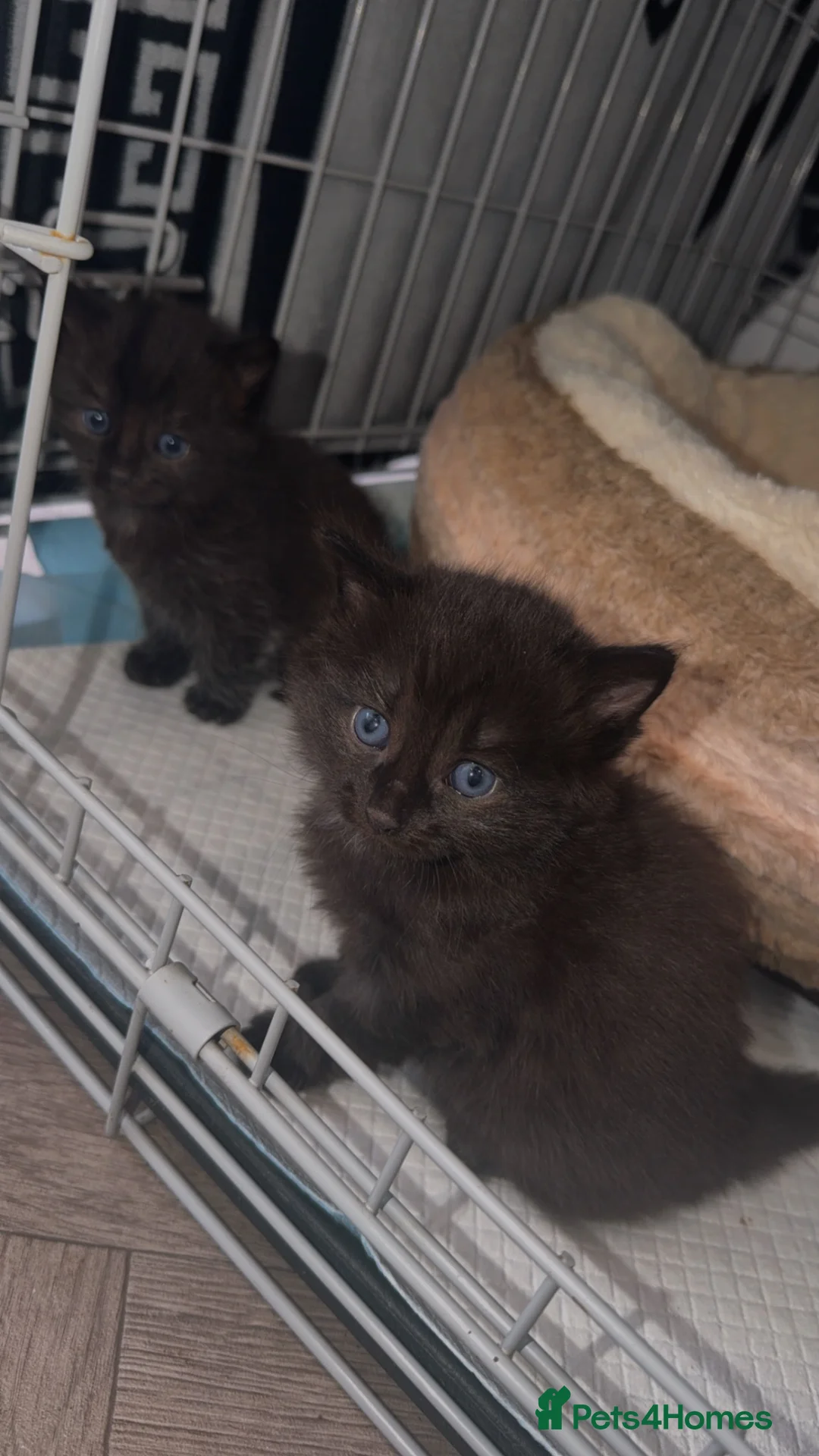 Ragcoon cats for sale: Ragdoll X  - Advert 7