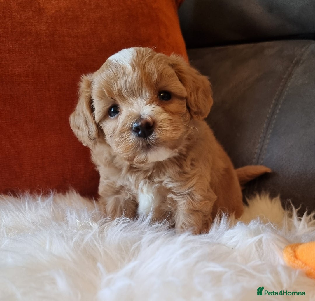 Shihpoo dogs for sale: Adorable best friend Shihpoo pups Fully Vaccinated - Advert 14