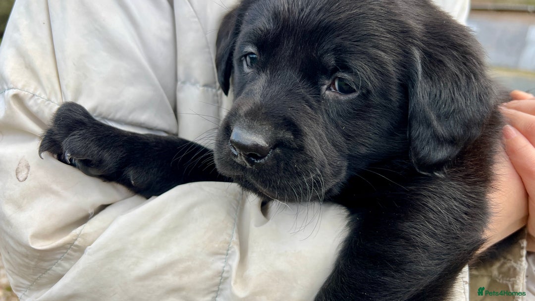 Labrador Retriever dogs for sale: KC Registered black Labrador Puppies for sale - Advert 16