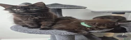 Siberian cats for sale: 5 Gorgeous Hypoallergenic Siberian Kittens in Smethwick - Advert 8