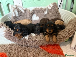 Miniature Dachshund dogs - Advert 9