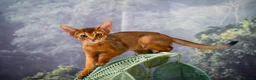Abyssinian cats for sale: Stunning Wild Ruddy Abyssinian|TICA|Super friendly - Advert 15