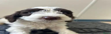 Sproodle 1