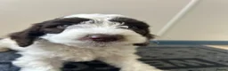 Sproodle dogs for sale: Miniature springerdoodle - Advert 3