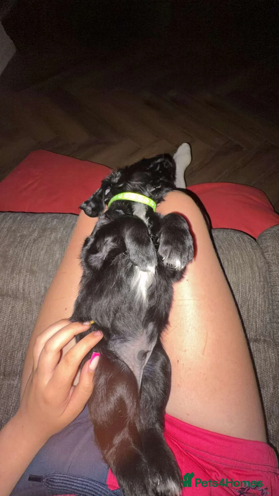 Mixed Breed dogs for sale: Spangold retrievers  - Advert 1