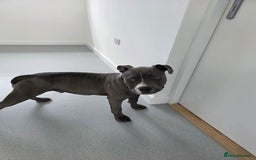 Staffordshire Bull Terrier dogs for sale: Staffy/pocket bully - Image 3