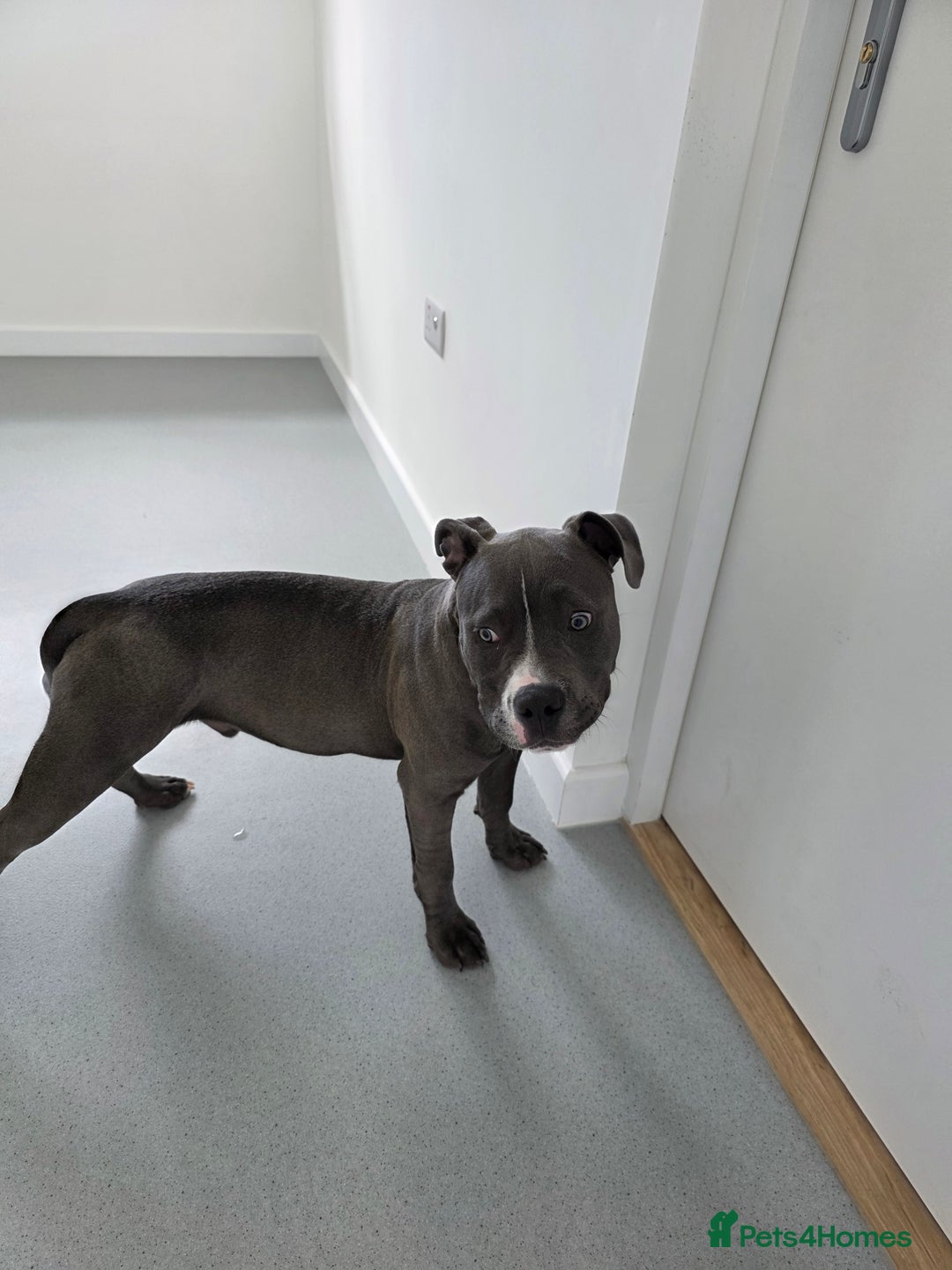 Staffordshire Bull Terrier dogs for sale: Staffy/pocket bully - Image 3